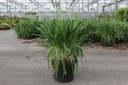 Agapanthus BLUESTORM (PBR) cont. 10L +ф