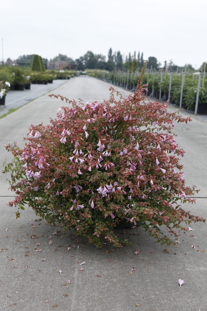 Abelia PINKY BELLS Proven Winners® (PBR) cont. 10L deco 40/+ cm +f