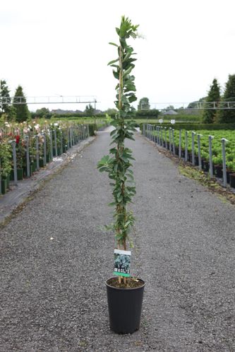 Exochorda 'The Bride' cont. 7L haut 125-150 cm +p