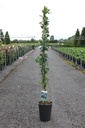 Exochorda 'The Bride' cont. 7L high 125-150 cm +ф