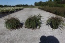 Cotoneaster adpressus 'Little Gem (Tom Thumb)' cont. 3,6L 25-30 cm +B