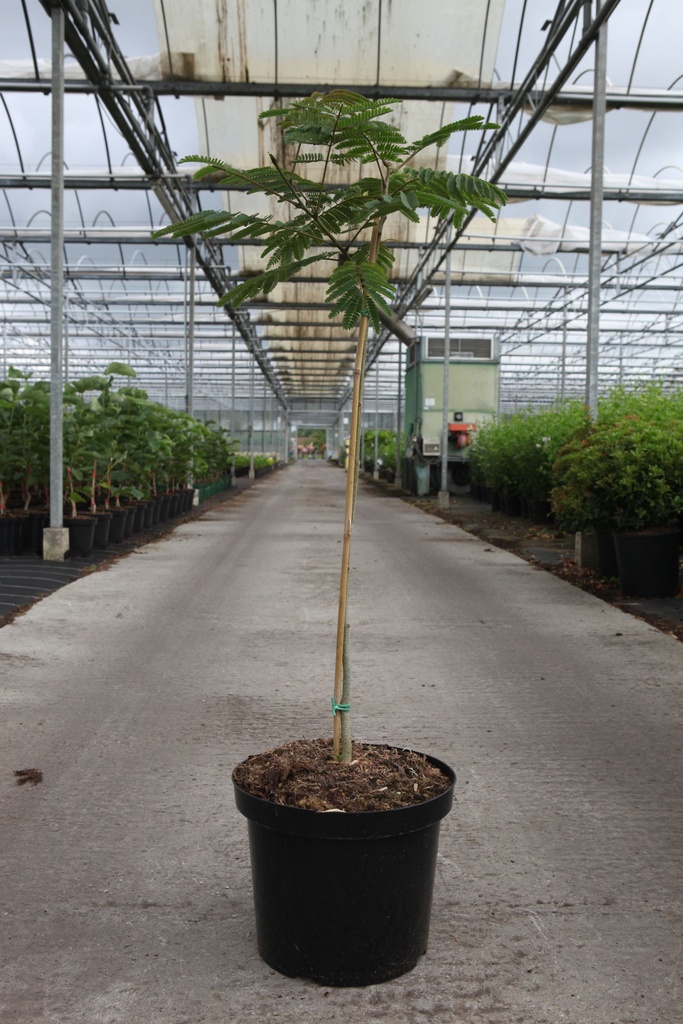 Albizia julibrissin OMBRELLA (PBR) cont. 10L 60-80 cm +ф