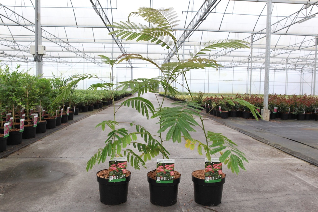 Albizia julibrissin OMBRELLA (PBR) cont. 3,6L 40-60 cm +B