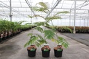 Albizia julibrissin OMBRELLA (PBR) cont. 3,6L 40-60 cm +ф