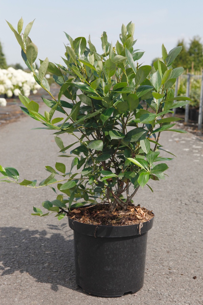 Aronia melanocarpa 'Hugin' cont. 10L 60-80 cm +ф