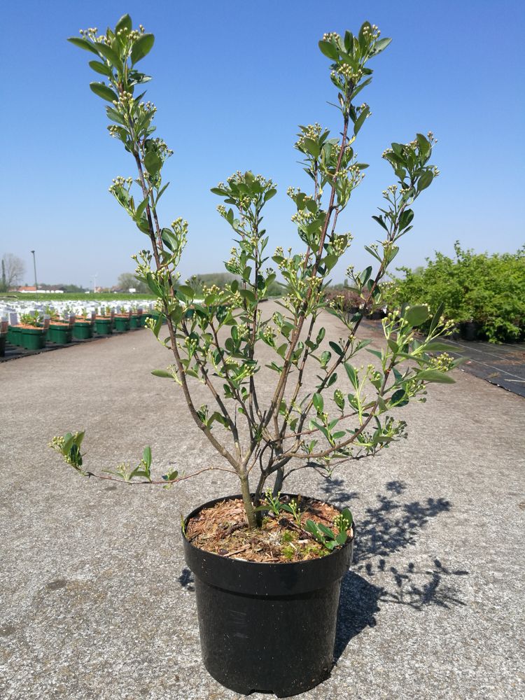 Aronia melanocarpa 'Hugin' cont. 3,6L 40-50 cm +ф