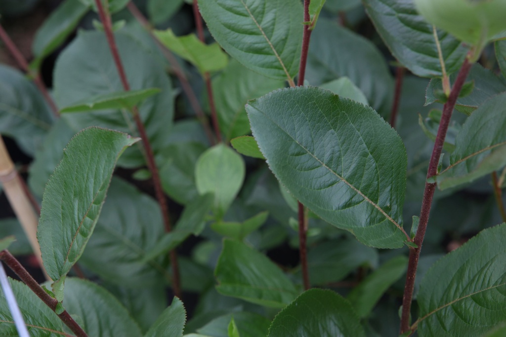 Aronia prunifolia 'Aron' cont. 0,5L (P10,5) Jungpflanzen