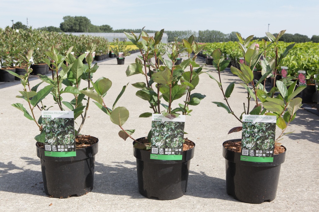 Aronia prunifolia 'Viking' cont. 3,6L 40-50 cm +p