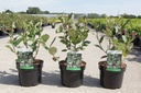 Aronia prunifolia 'Viking' cont. 3,6L 40-50 cm +B