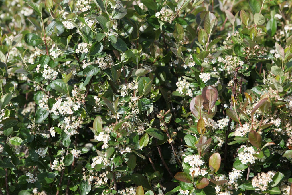 Aronia prunifolia 'Viking' cont. 0,5L (P10,5) plantgoed