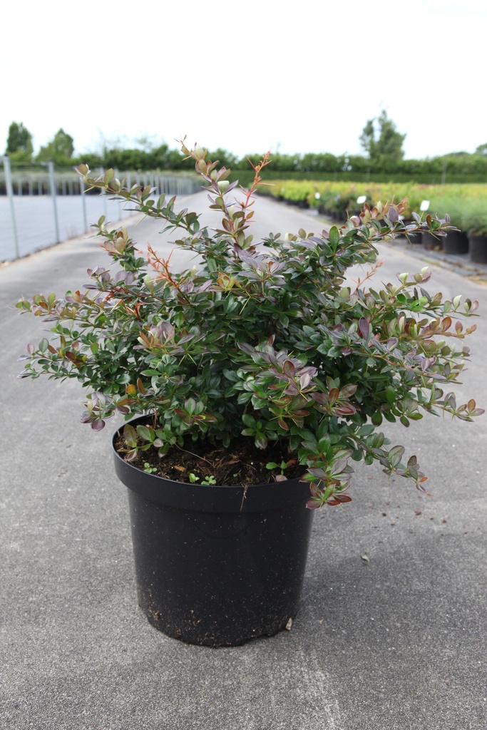 Berberis media 'Red Jewel' cont. 10L 40-50 cm