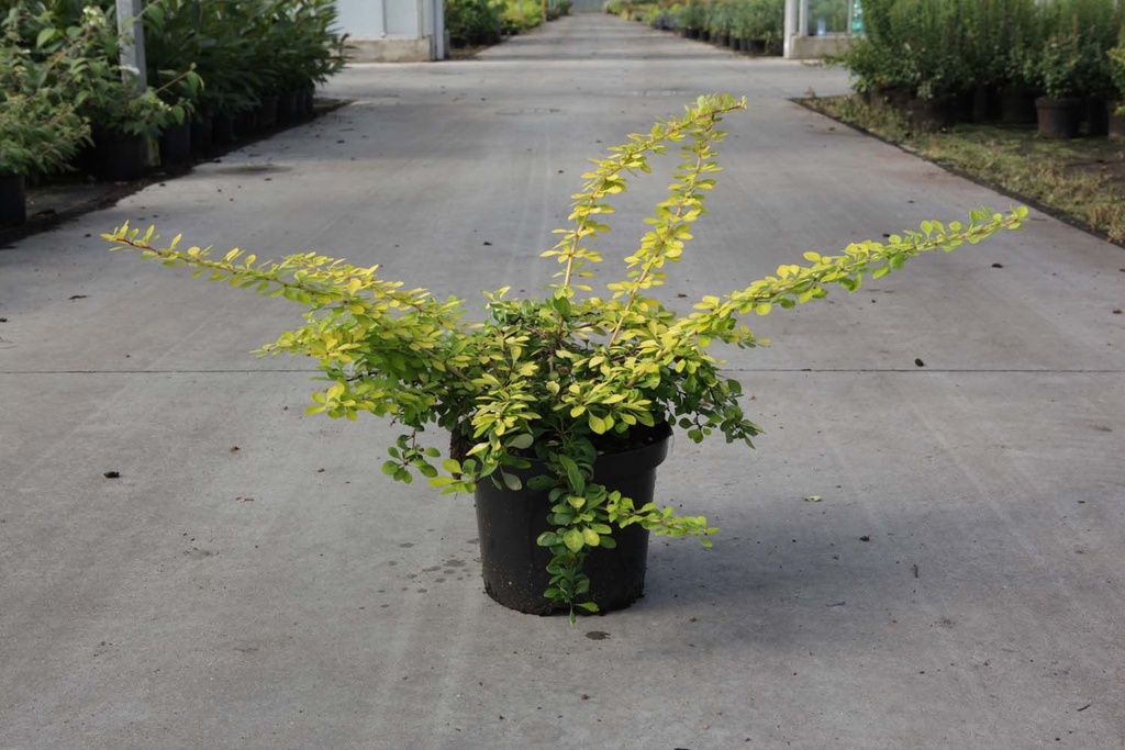 Berberis thunbergii 'Golden Carpet®' cont. 3,6L 30/+ cm +f