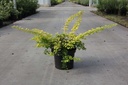 Berberis thunbergii 'Golden Carpet®' cont. 3,6L 30/+ cm +ф