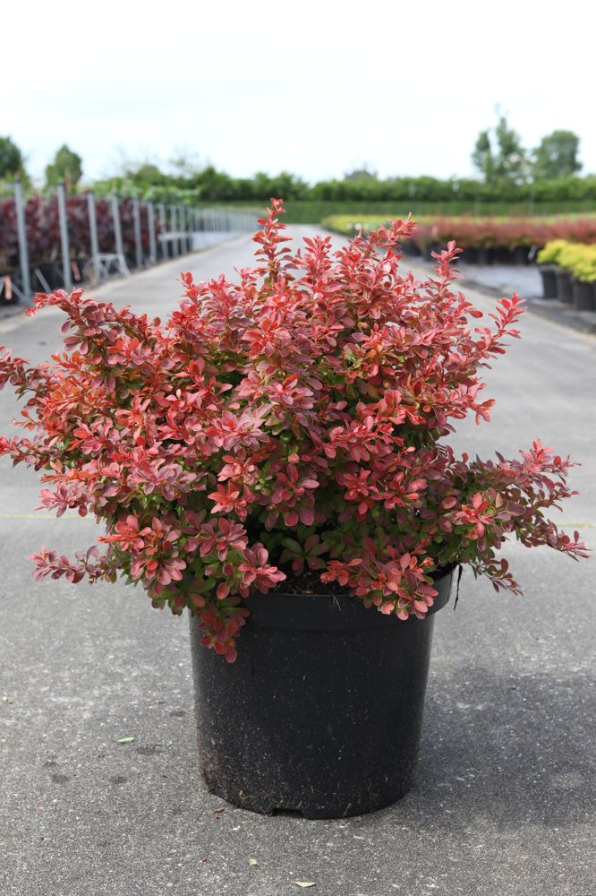 Berberis thunbergii 'Admiration' (PBR) cont. 10L 30-40 cm +ф