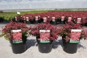 Berberis thunbergii 'Admiration' (PBR) cont. 3,6L 25/+ cm +ф