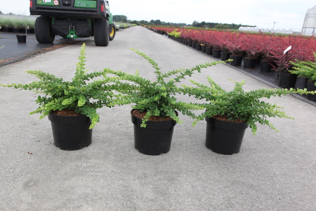 Berberis thunbergii 'Green Carpet' cont. 3,6L 30-40 cm +f