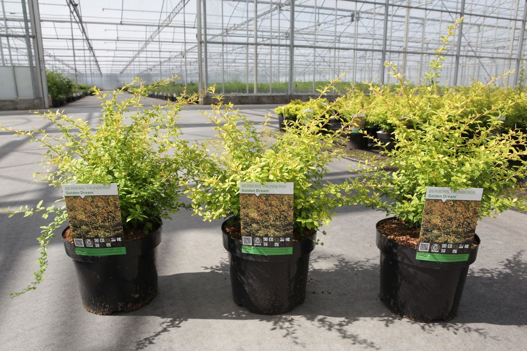 Berberis thunbergii 'Golden Dream' (PBR) cont. 3,6L 30-40 cm +ф