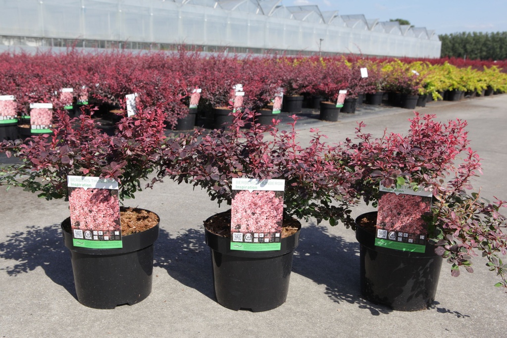 Berberis thunbergii 'Inspiration' (PBR) cont. 3,6L 30-40 cm +ф