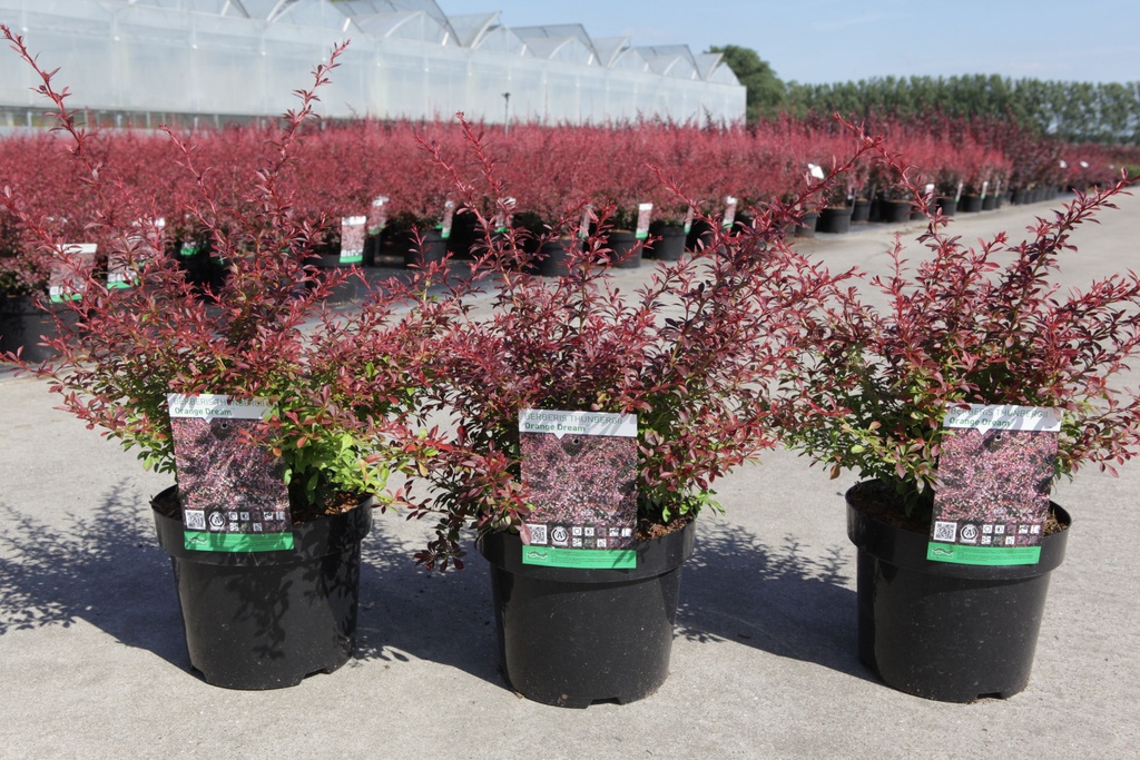 Berberis thunbergii 'Orange Dream' (PBR) cont. 3,6L 30-40 cm +ф