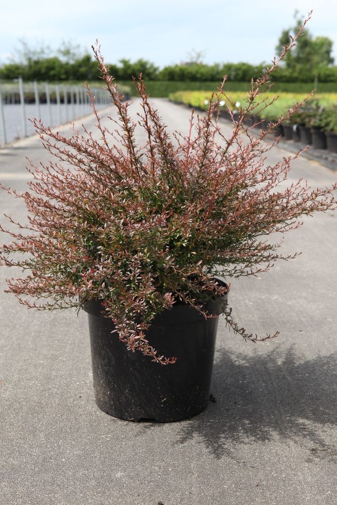 Berberis thunbergii 'Red Dream' (PBR) cont. 10L 40-50 cm +ф