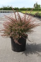 Berberis thunbergii 'Red Dream' (PBR) cont. 10L 40-50 cm +p