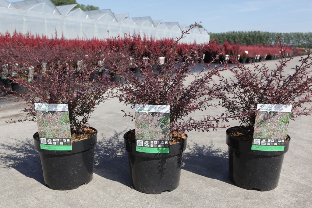 Berberis thunbergii 'Red Dream' (PBR) cont. 3,6L 30-40 cm +ф