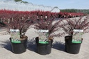 Berberis thunbergii 'Red Dream' (PBR) cont. 3,6L 30-40 cm +ф