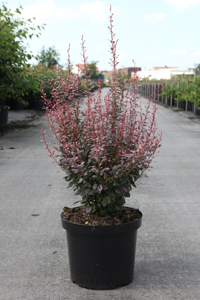 Berberis thunbergii 'Rosy Rocket' (PBR) cont. 10L 50-60 cm +B