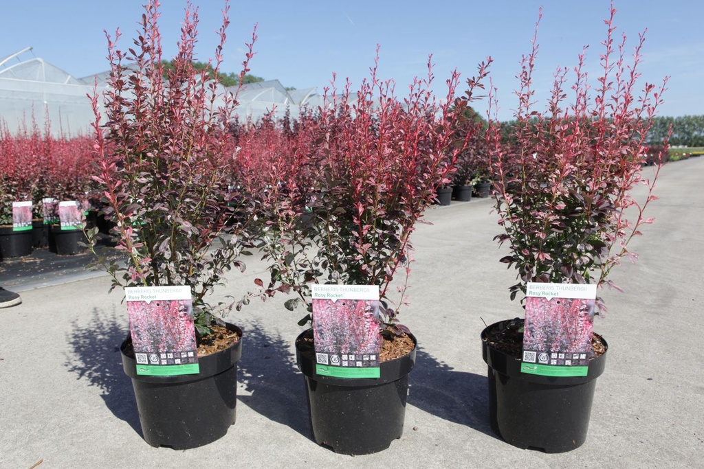 Berberis thunbergii 'Rosy Rocket' (PBR) cont. 3,6L 30-40 cm +ф