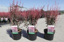 Berberis thunbergii 'Rosy Rocket' (PBR) cont. 3,6L 30-40 cm +f