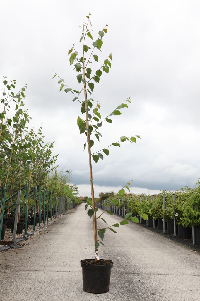 Betula utilis jacquemontii cont. 10L 175-200 cm feathered +ф