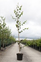 Betula utilis jacquemontii cont. 10L 175-200 cm baliveau +p