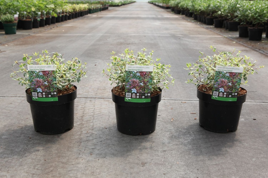 Abelia grandiflora SPARKLING SILVER cont. 3,6L 30/+ cm +p