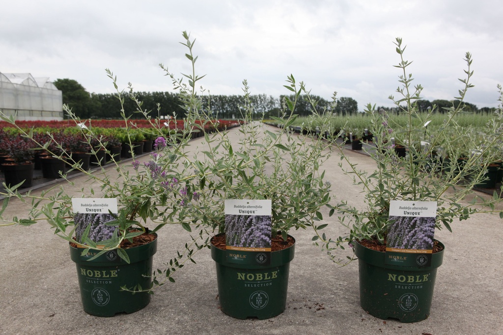 Buddleja alternifolia UNIQUE Noble® (PBR) cont. 3,6L deco 30-40 cm +B