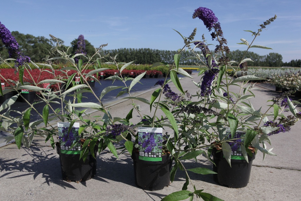 Buddleja davidii ADONIS BLUE (PBR) cont. 3,6L 30-40 cm +B