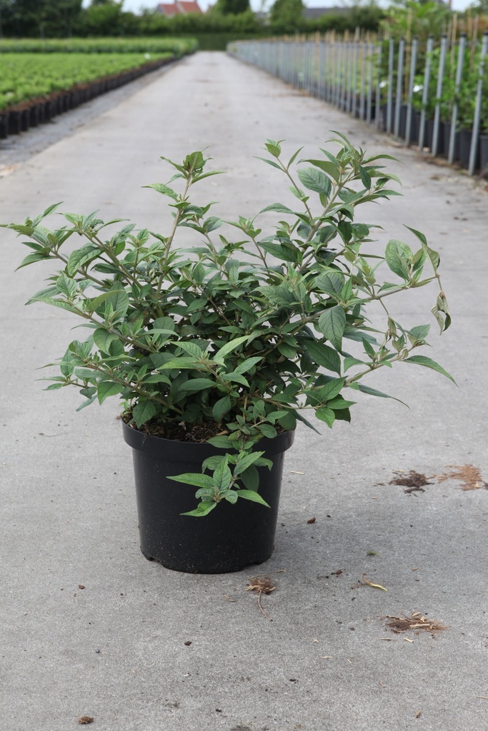 Buddleja davidii 'Blue Chip' Proven Winners® (PBR) cont. 10L deco 40-50 cm +B