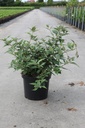 Buddleja davidii 'Blue Chip' Proven Winners® (PBR) cont. 10L déco 40-50 cm +p