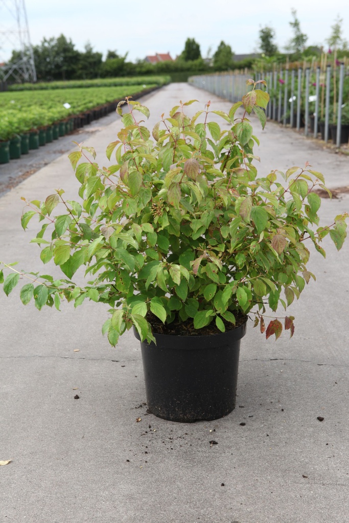 Cornus sanguinea 'Winter Beauty' cont. 10L 60-80 cm +B