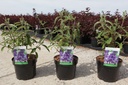 Buddleja davidii 'Empire Blue' cont. 3,6L 50-60 cm +ф