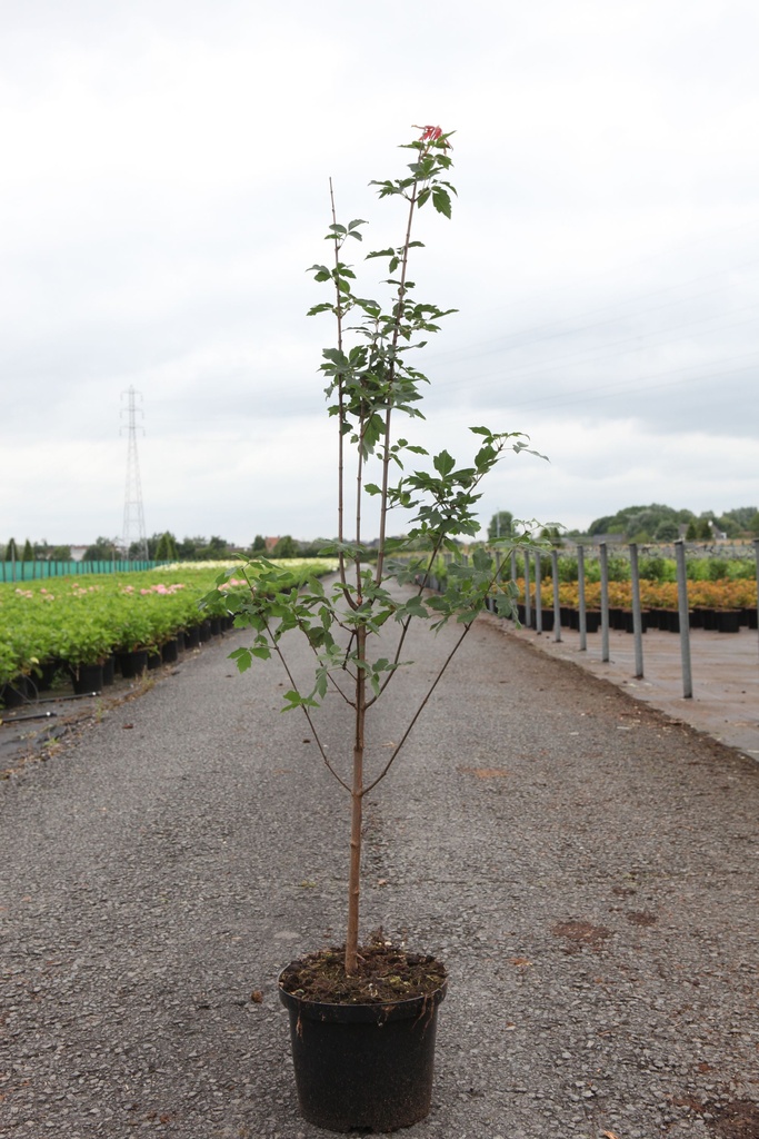 Acer griseum cont. 5L 80-100 cm +B