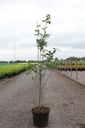 Acer griseum cont. 5L 80-100 cm +ф