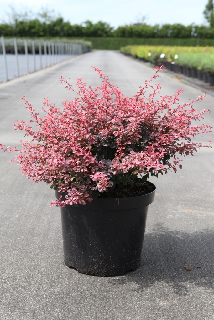 Berberis thunbergii 'Inspiration' (PBR) cont. 10L 40-50 cm +ф