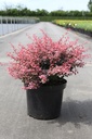 Berberis thunbergii 'Inspiration' (PBR) cont. 10L 40-50 cm +ф