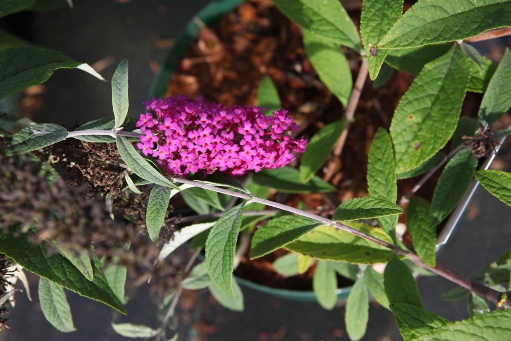 Buddleja davidii 'Miss Ruby' Proven Winners® (PBR) cont. 10L deco 50-60 cm +f