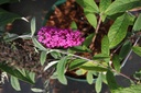 Buddleja davidii 'Miss Ruby' Proven Winners® (PBR) cont. 10L deco 50-60 cm +ф