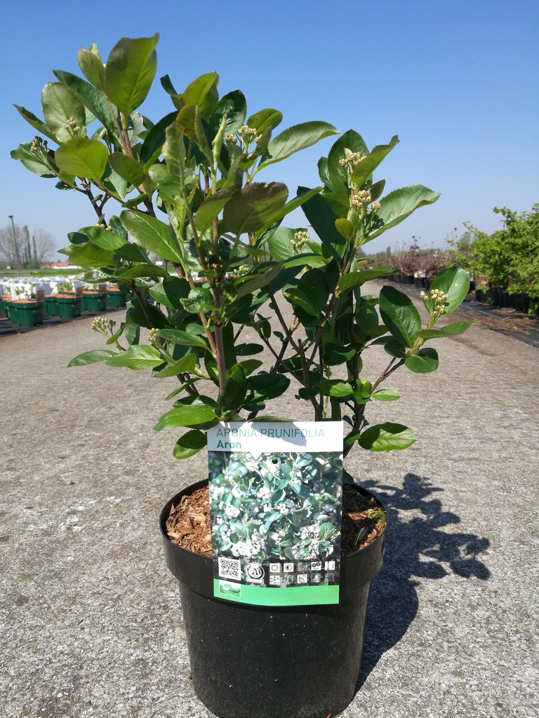 Aronia prunifolia 'Aron' cont. 3,6L 40-50 cm +B