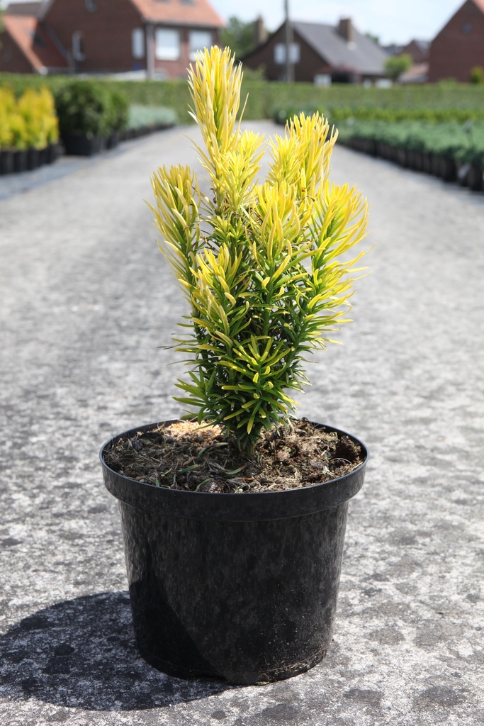 Cephalotaxus harringtonia 'Korean Gold' cont. 5L 40/+ cm