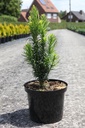 Cephalotaxus harringtonia 'Fastigiata' cont. 5L 40-50 cm