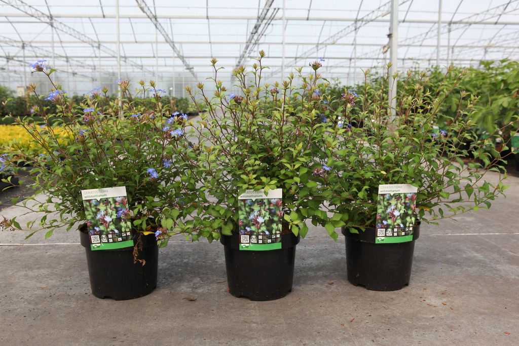 Ceratostigma willmottianum cont. 3,6L 30-40 cm +ф