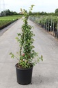 Chaenomeles speciosa 'Orange Storm' Proven Winners® (PBR) cont. 18L 125/+ cm +p